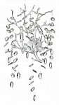 Бра Odeon Light Delica 4970/3W 250_100_Array