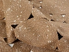 Ковер PATNA 150*240, бежевый 851752 100_100_2103901