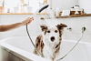 26640670 HG DogShower ручной душ для собак 150,3jet,матовый черный 100_100_1438709