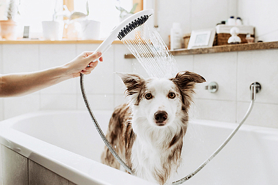 26640670 HG DogShower ручной душ для собак 150,3jet,матовый черный 400_400_1438709
